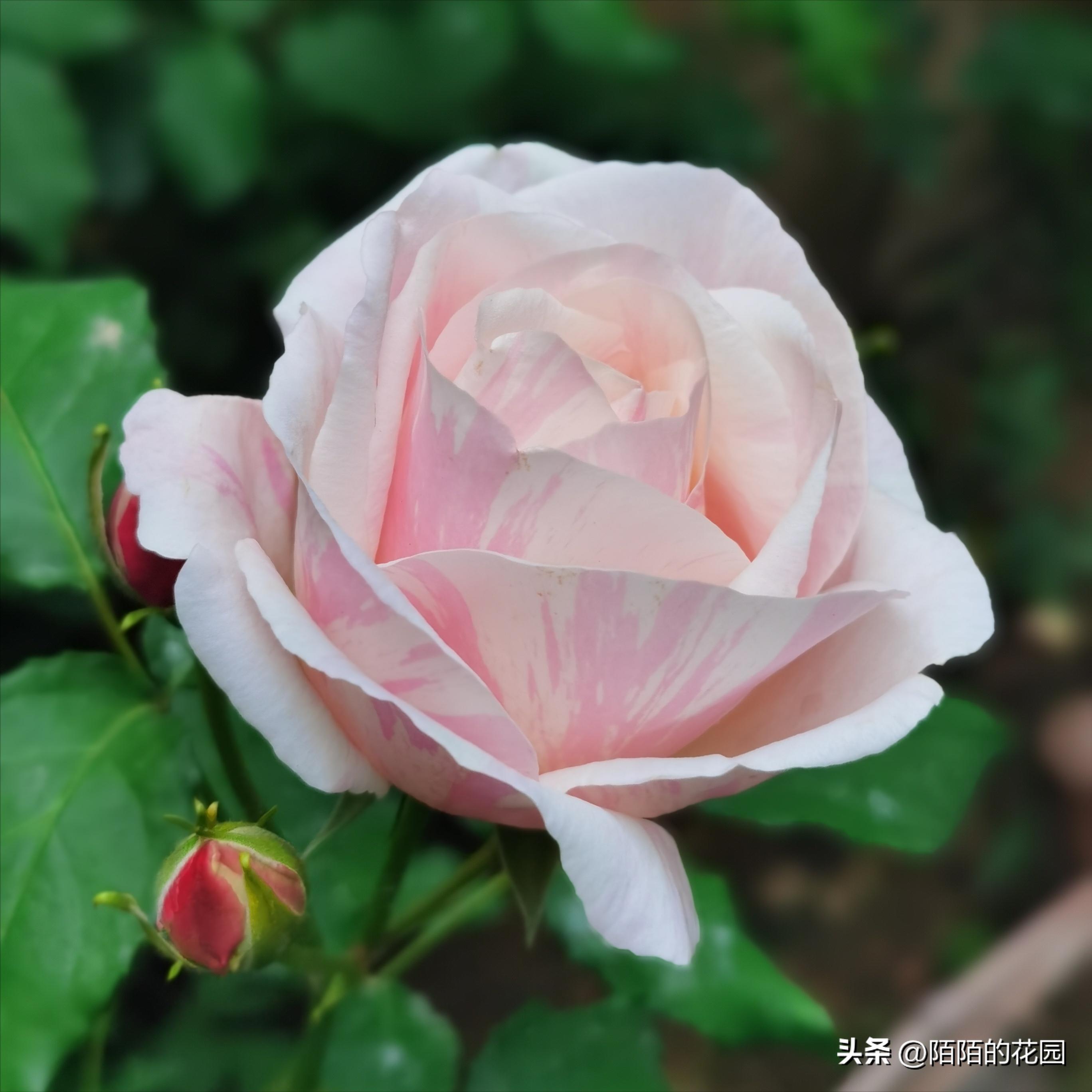 夏季浪漫月季怎么养殖,月季情书的养护