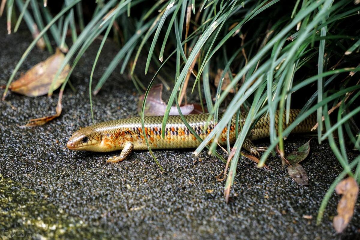 屋内发现四脚蛇怎么办,家里出现四脚蛇是怎么回事