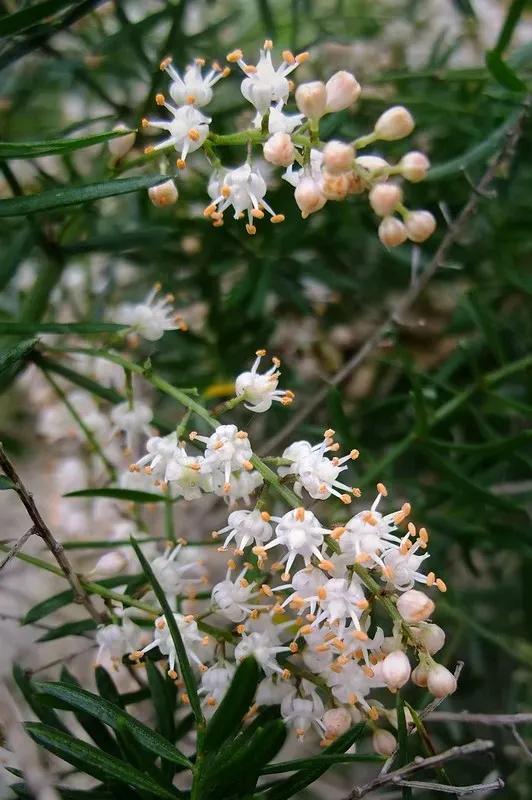 小小花朵——非洲天门冬