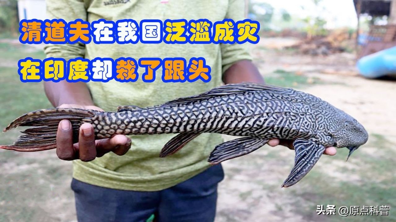 印度泛滥成灾的七大动物，自己不敢吃，想让中国当接盘侠