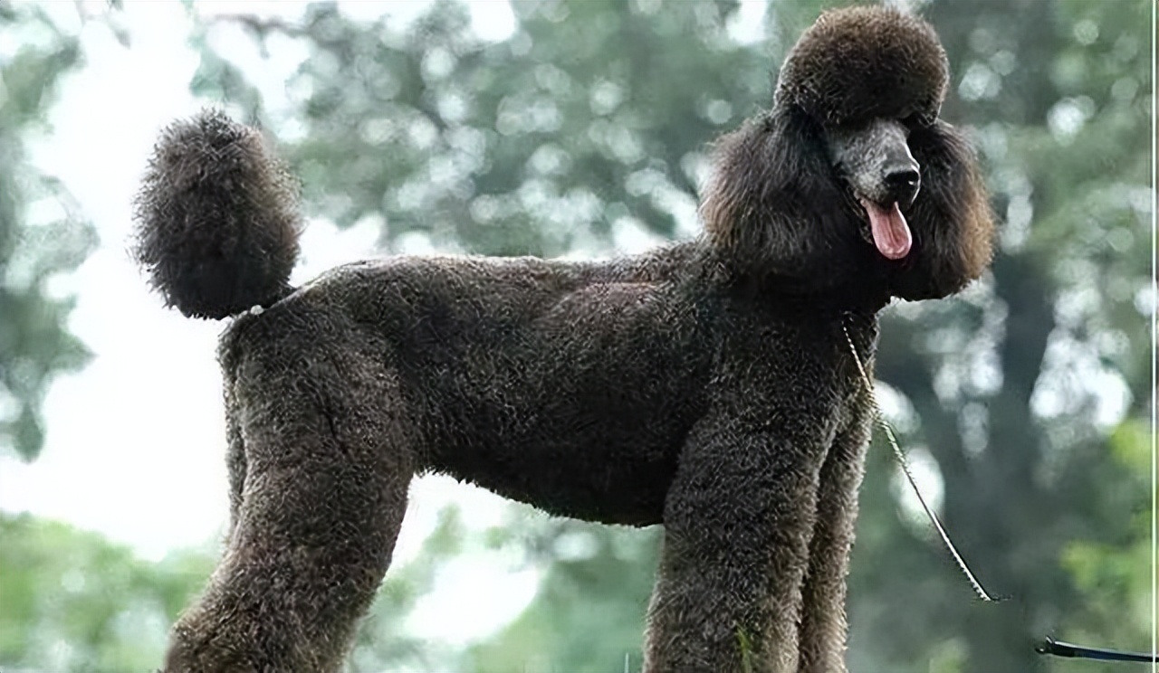 告诉你养狗之前需要知道的事情,贵宾犬为什么不建议养