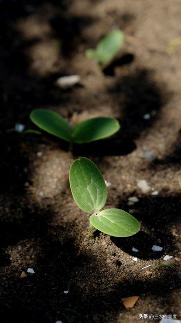 介绍谷雨种瓜点豆视频,谷雨前后种瓜点豆跟天气有关吗