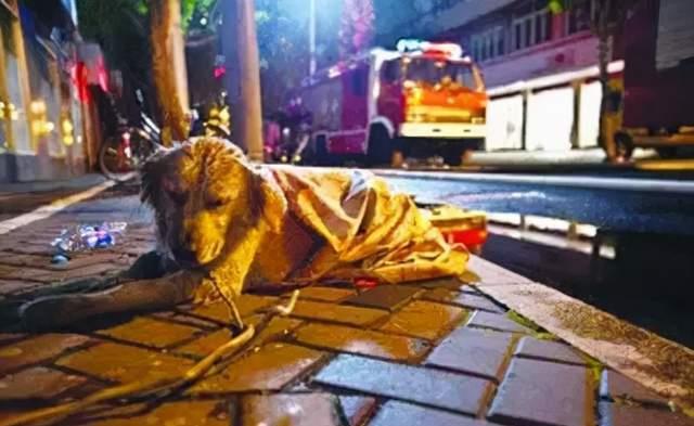 隔壁邻居偷了我家的狗,隔壁邻居偷我家狗