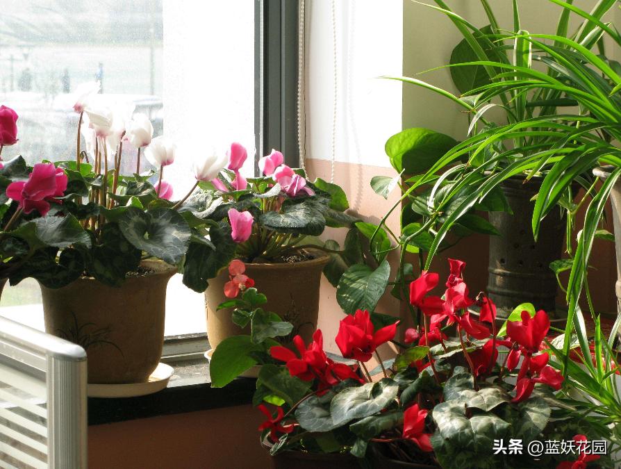 为什么我买的盆栽花总是养不活,为什么买来的花绿植总是养不好