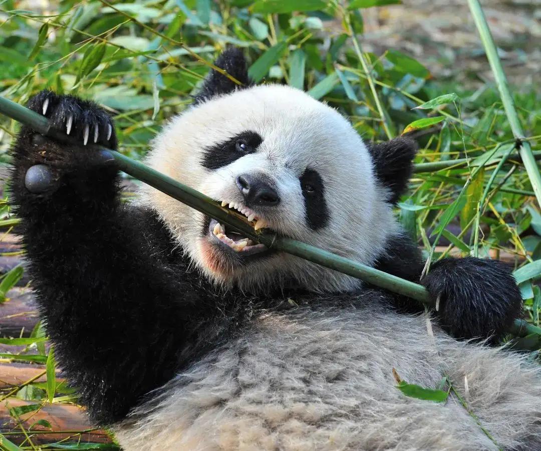 大熊猫啃竹子视频,熊猫吃的什么竹子