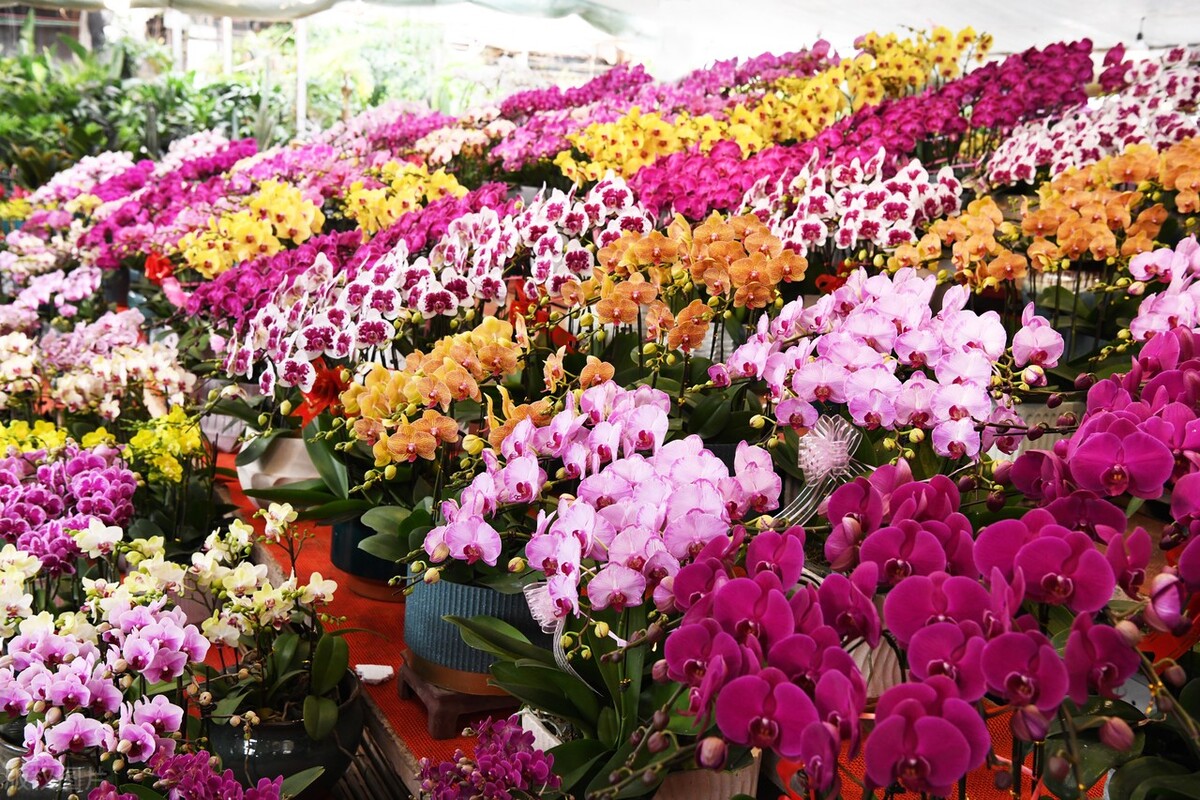 干枝杜鹃有毒吗,干枝杜鹃泡水多久开花