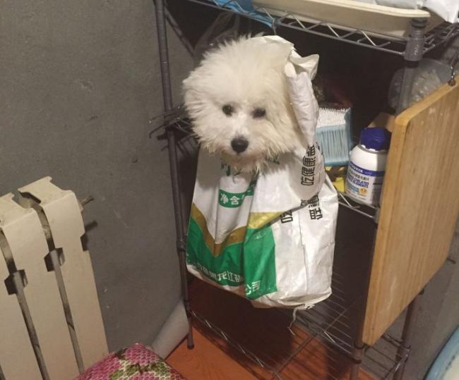 比熊突然变得亲近别人是怎么回事,比熊把人当妈妈