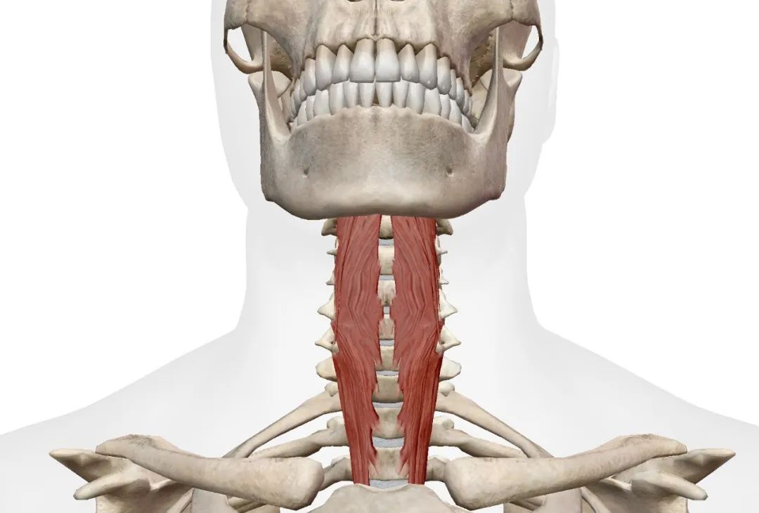 颈椎疼痛的自救指南,颈椎疼痛一招解决太神奇了