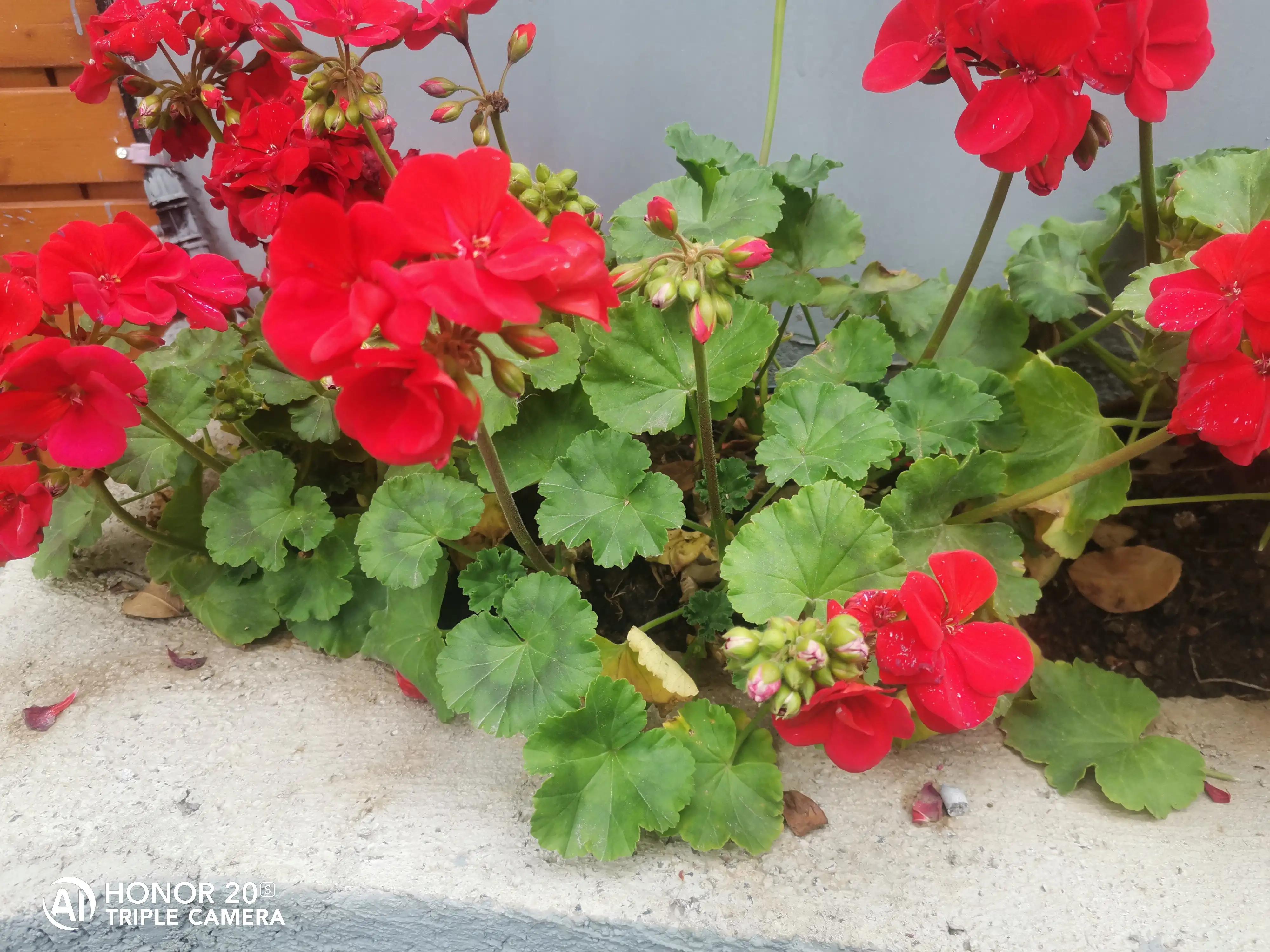 德育学堂小学版四年级上册,小学六年级上学期德育工作总结