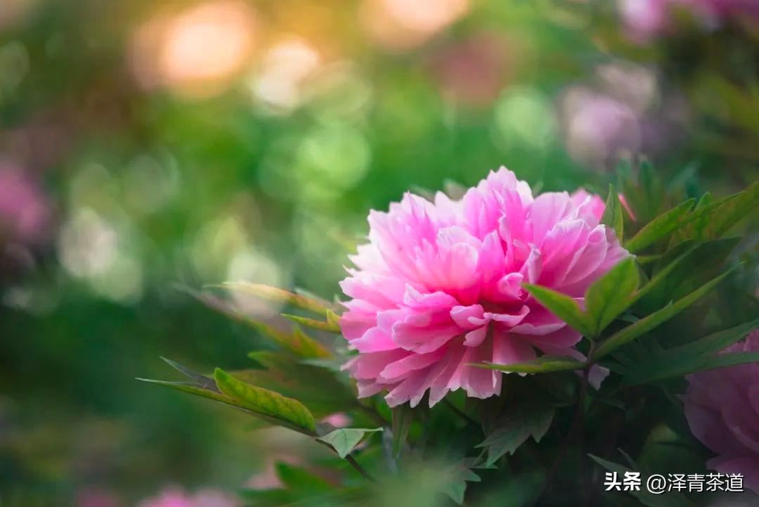 谷雨时节来杯谷雨茶,过了谷雨的茶有什么区别