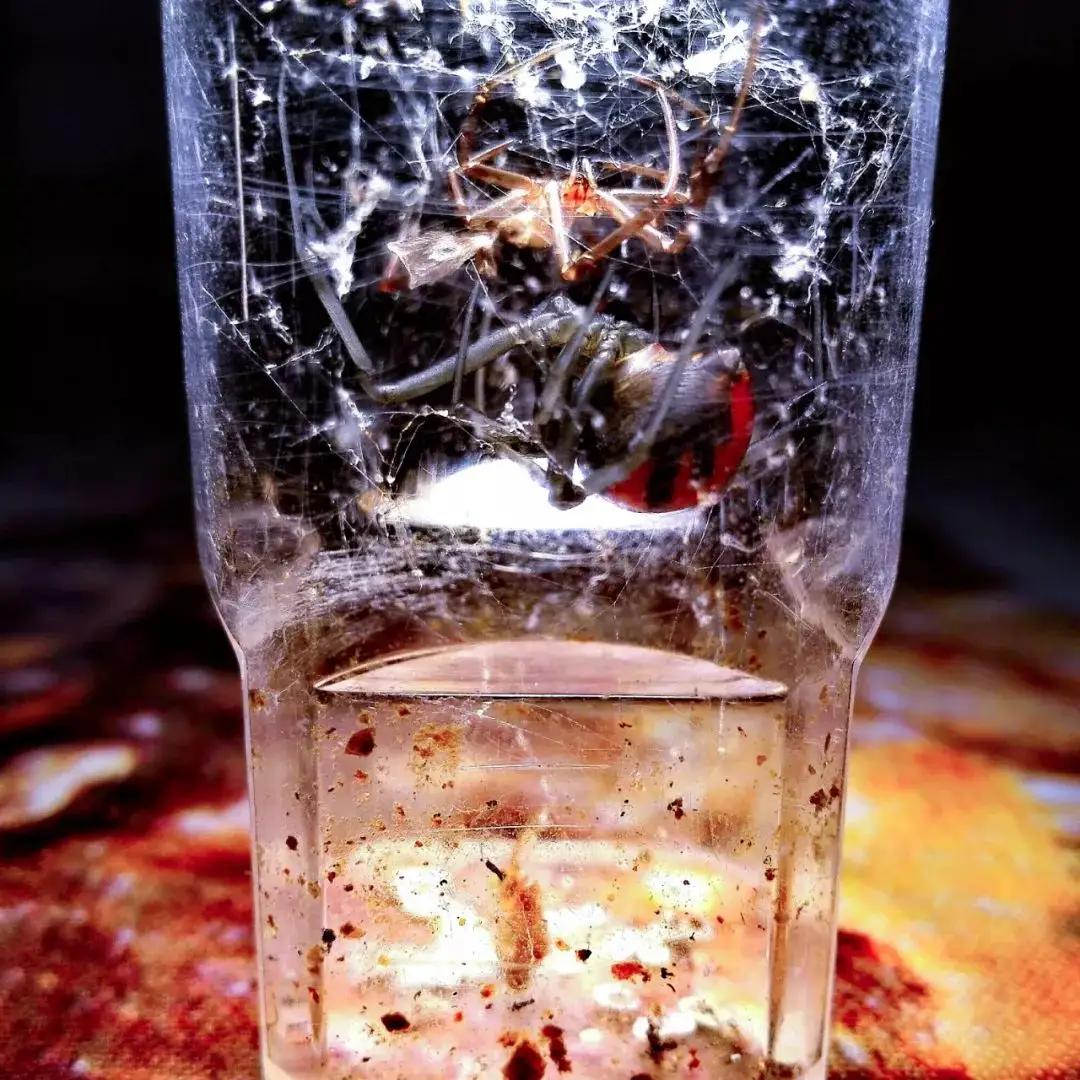 黑寡妇蜘蛛海关查获,截获黑寡妇蜘蛛