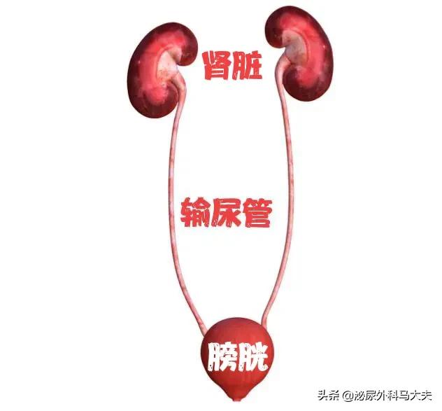 尿血就一定是癌症前兆吗？医生：不谈血色变，也不掉以轻心