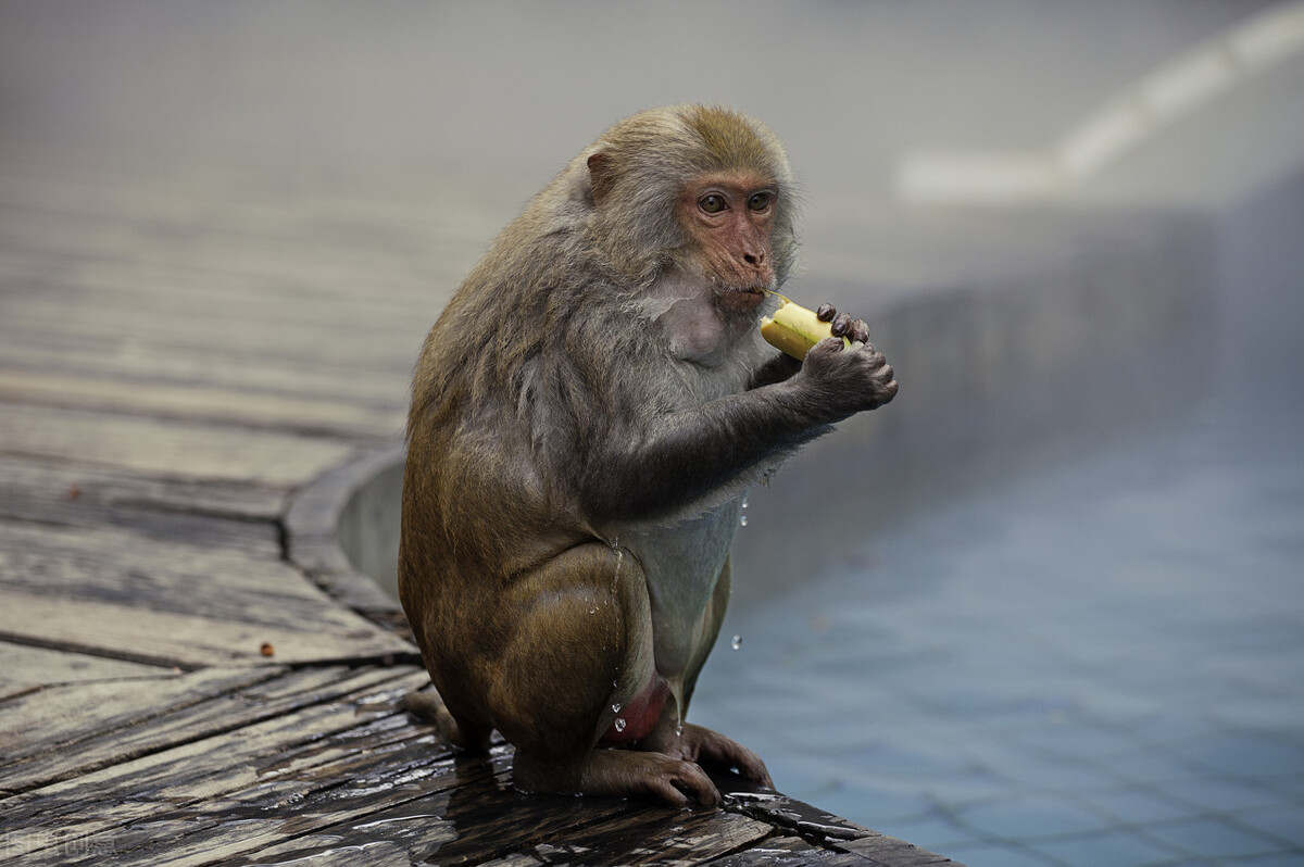 十二生肖猴的来历是什么,十二生肖猴的来历和传说故事