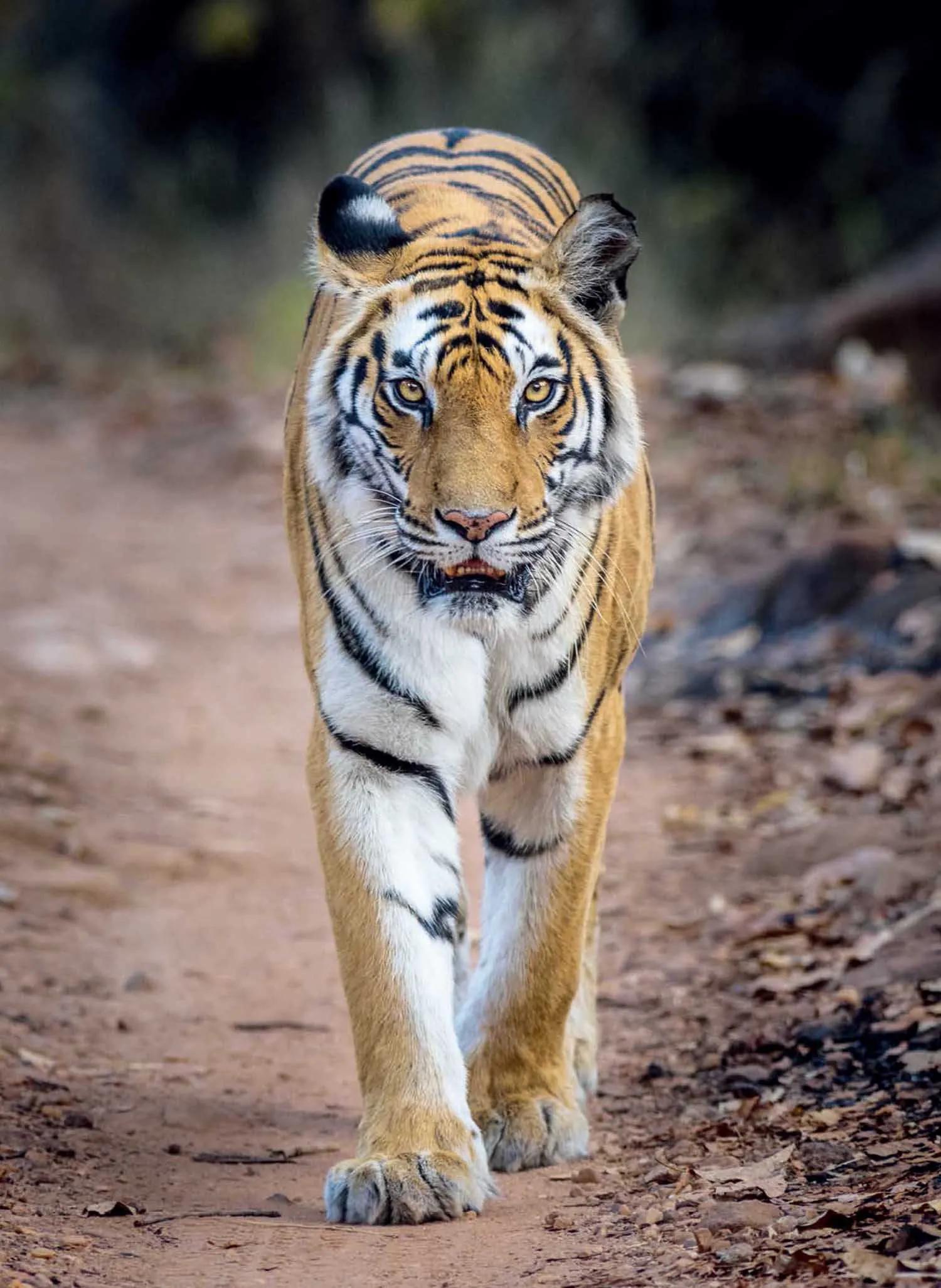 母虎“亲密”时到底有多痛苦?满地打滚、转身攻击公虎