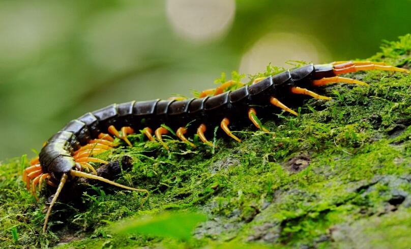 蛇和蜈蚣的毒哪个毒最强,五毒之一的蜈蚣到底有多强