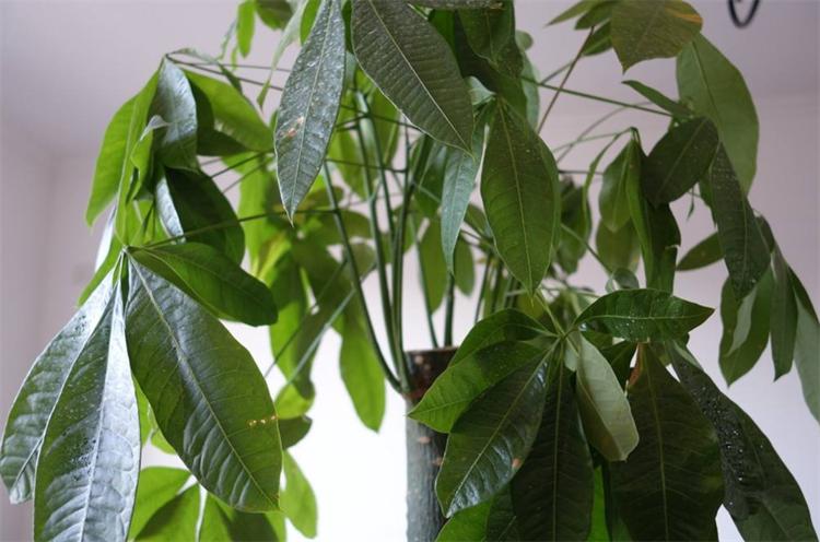 发财树烂根烂皮怎么救,发财树稍微烂根怎么处理