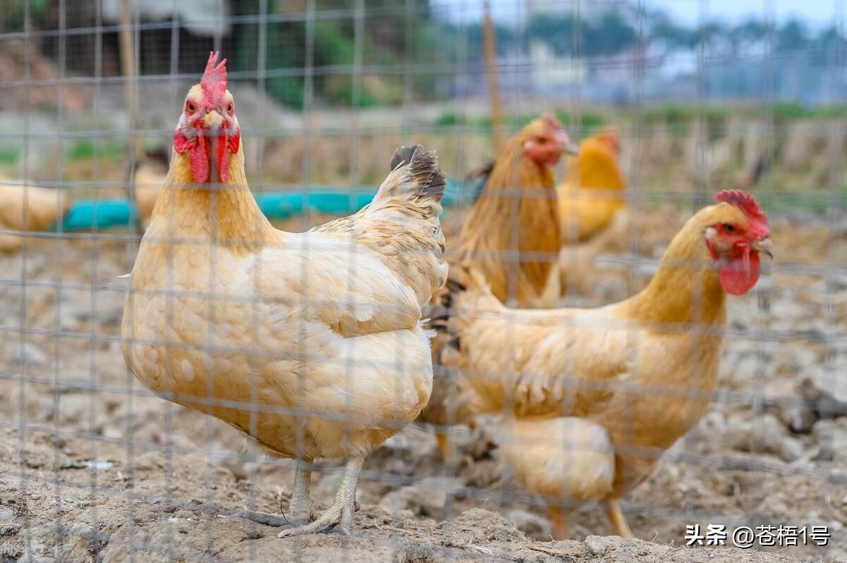 鸡病的症状和解决方案,鸡疣是什么原因造成的