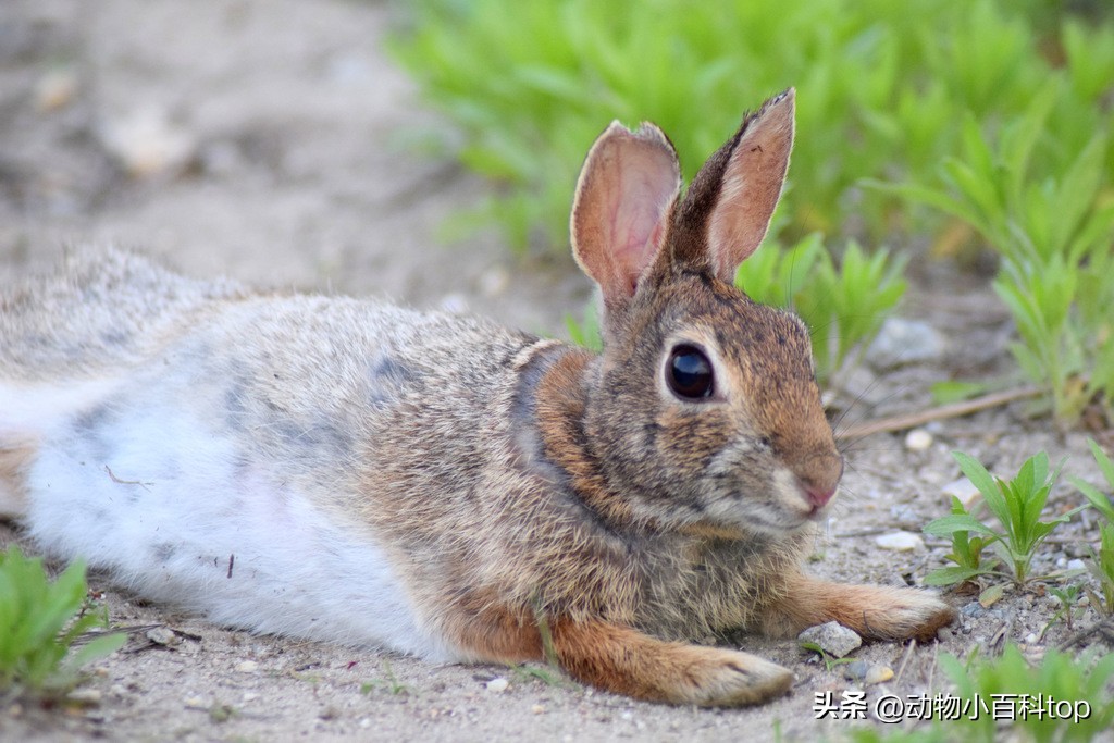大白兔产品排行榜,排名第一肉兔品种
