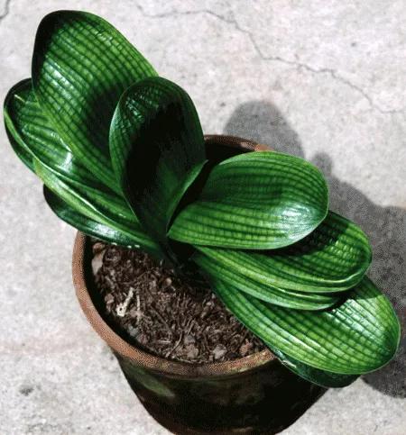 关于君子兰养护的小技巧和方法,养护君子兰牢记5个字