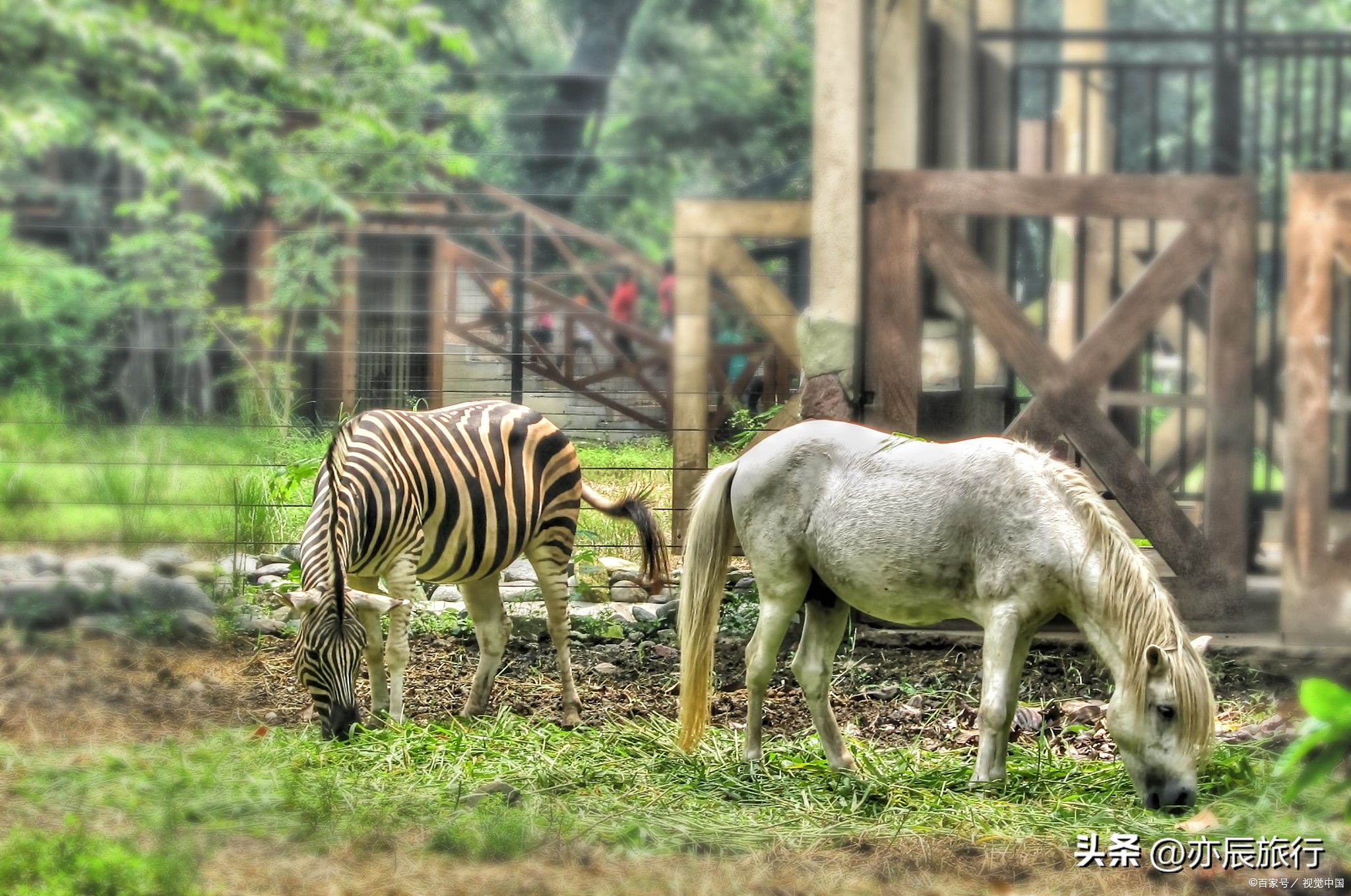 上海野生动物园收费标准一览表,上海野生动物园的旅游路线示意图
