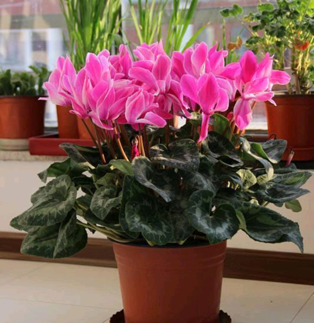 6种年宵花现在买最省钱,年宵花怎么养才旺财