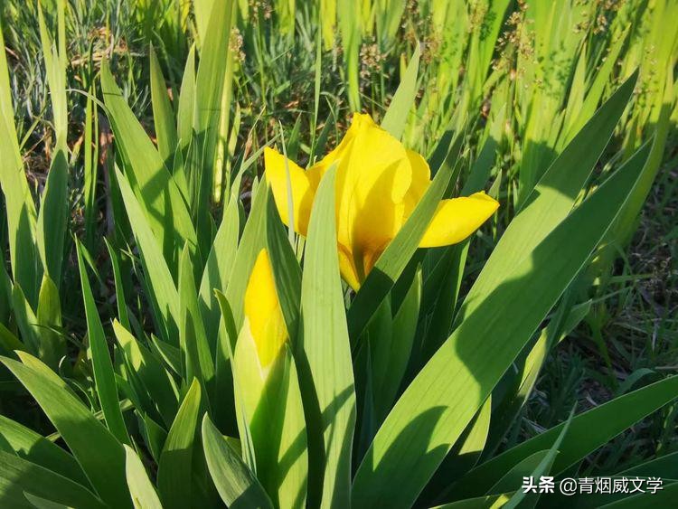 七绝梅花吟五首,秋天河边杨柳七绝