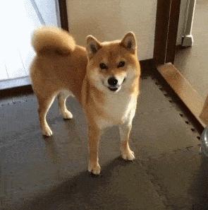 一张图看懂狗狗的尾巴,如何读懂狗狗的尾巴