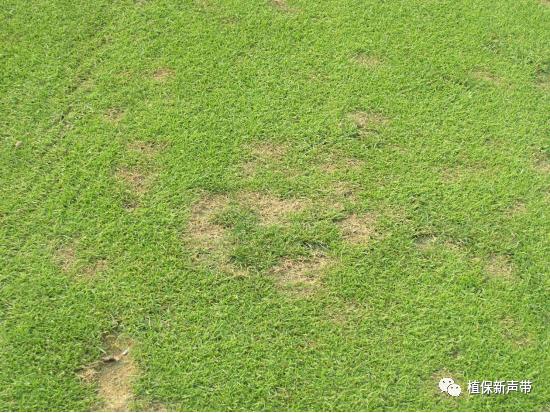 草坪要除草的方法,草坪锈病的病害预测及防治策略