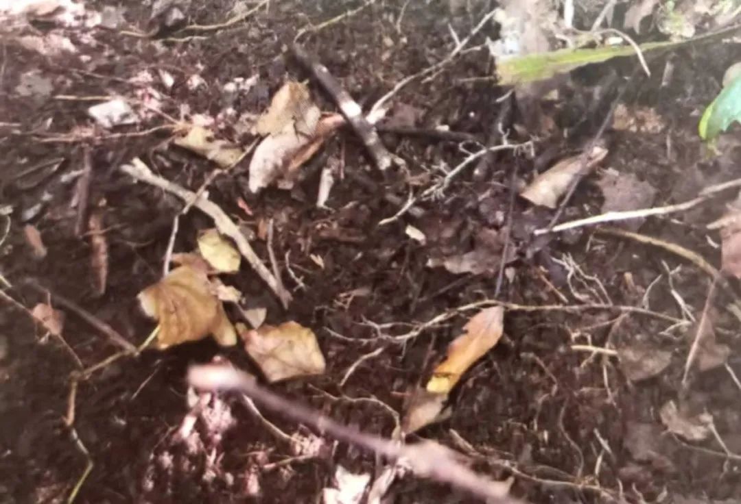 养兰植料要因地制宜,养兰花植料技术管理视频