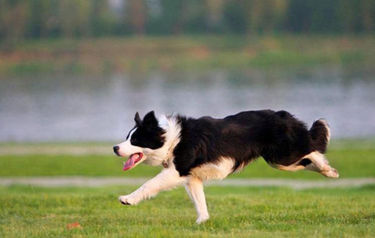 小狗后脚瘸是什么原因,小狗突然脚瘸了怎么回事