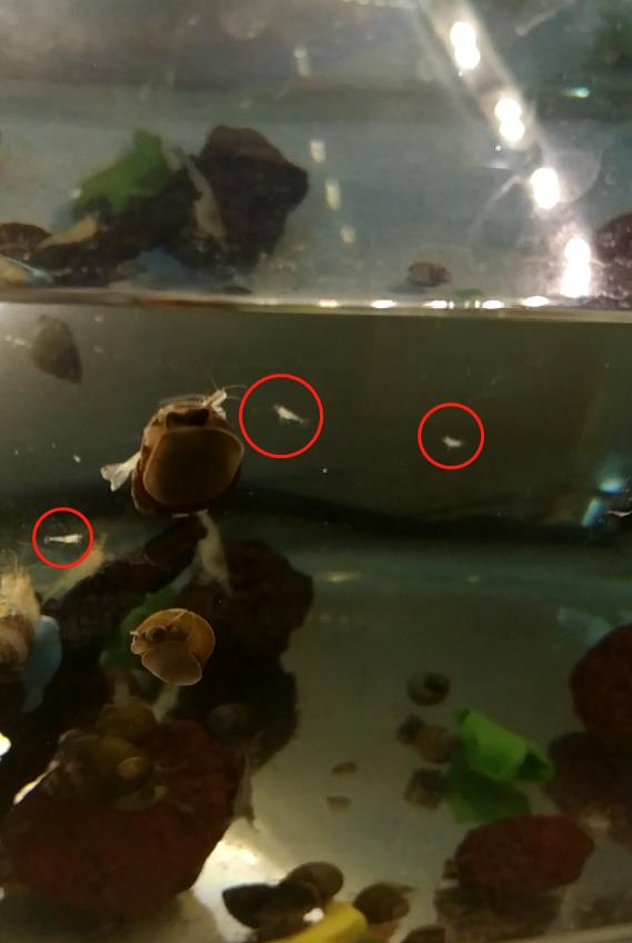 黑壳虾虾苗的发育过程,黑壳虾幼崽有多大