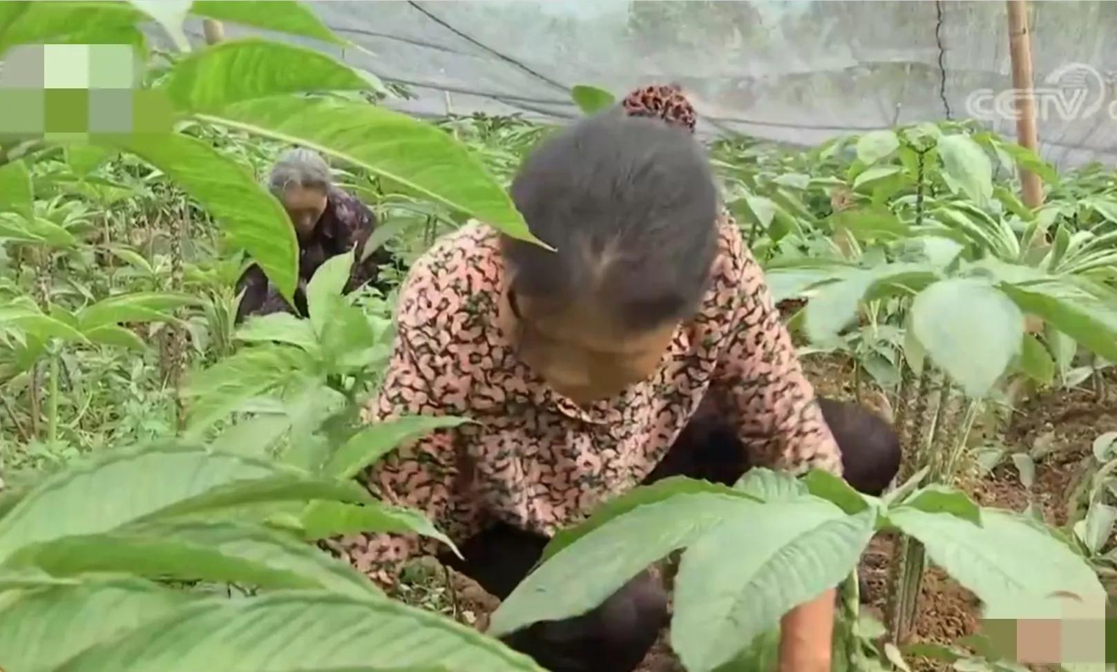 200亩荒山变成聚宝盆,愚公移苍山荒山化作聚宝盆