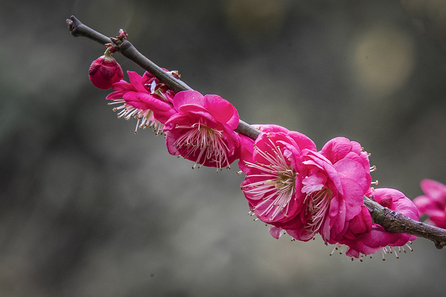 春色满园关不住表达什么之情,满园春色关不住一枝红杏是啥意思