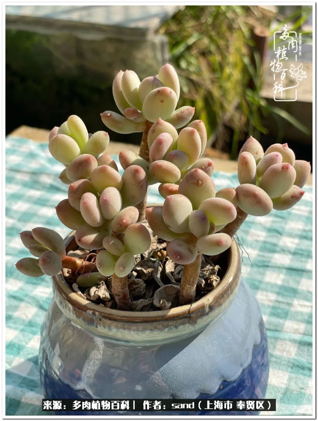 养点花草给生活添点乐趣,养点花花草草心情自然会好