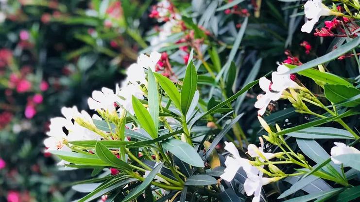 小雨催花,夹竹桃诗句和优美句子