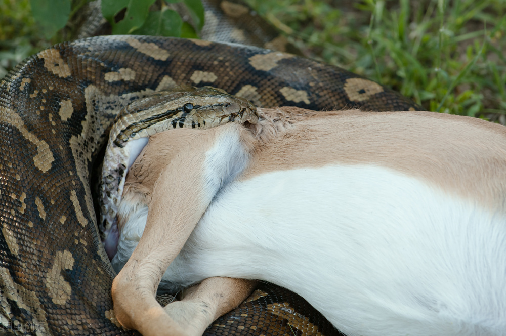 消化一头猪，巨蟒用不到一个星期，巨蟒是如何吞食活物的