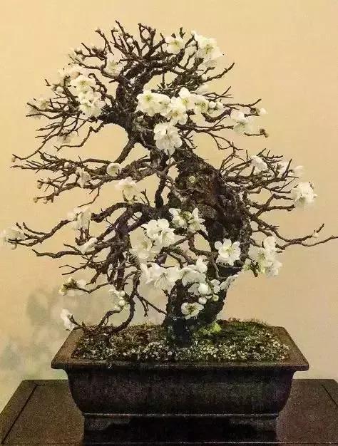 梅花老桩盆景,梅花盆景制作