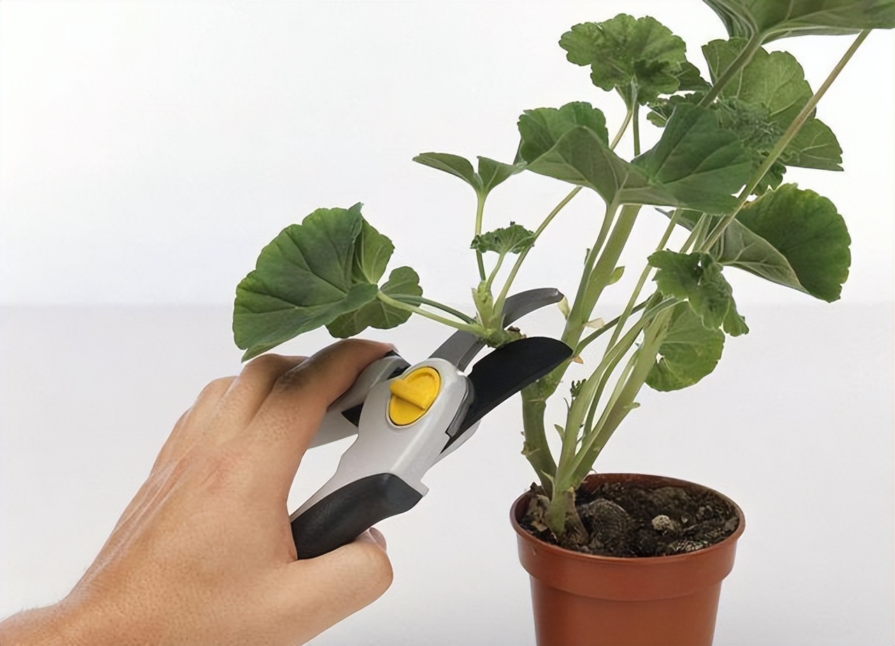 驱蚊虫重瓣大花天竺葵盆栽,天竺葵驱蚊虫吗