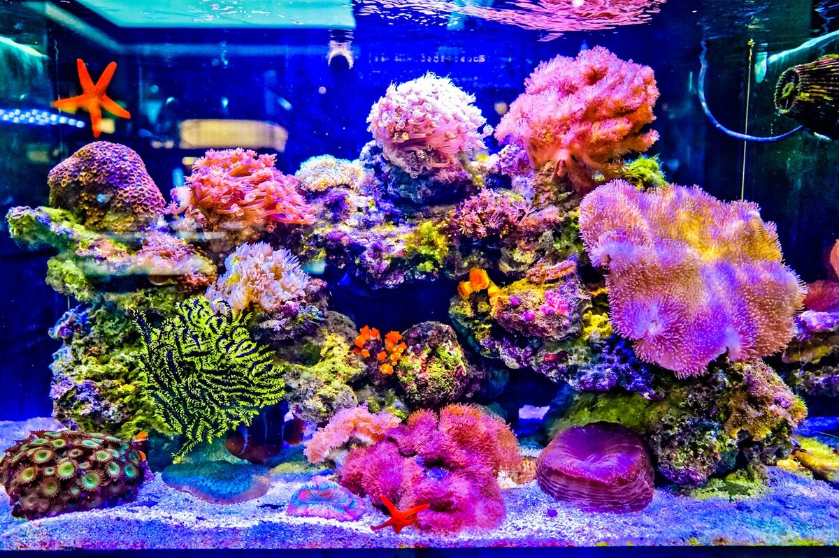 水陆缸水草缸原生缸哪个好打理,除了水草缸还能养什么缸