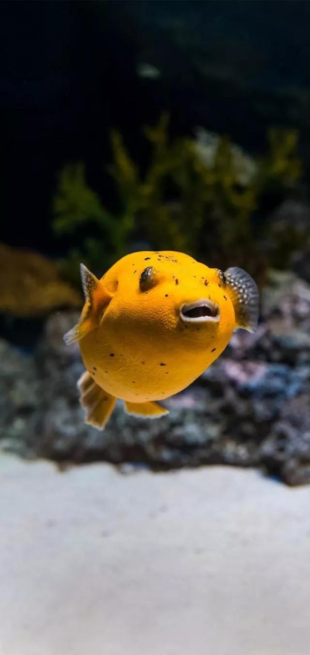 海底世界高清大图壁纸,手机动态海底世界鱼壁纸