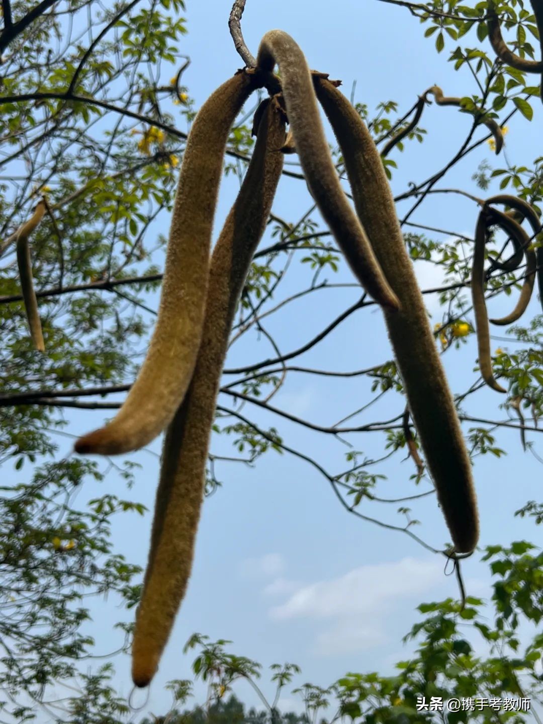 黄花风铃木品种介绍,黄花风铃木生长缓慢