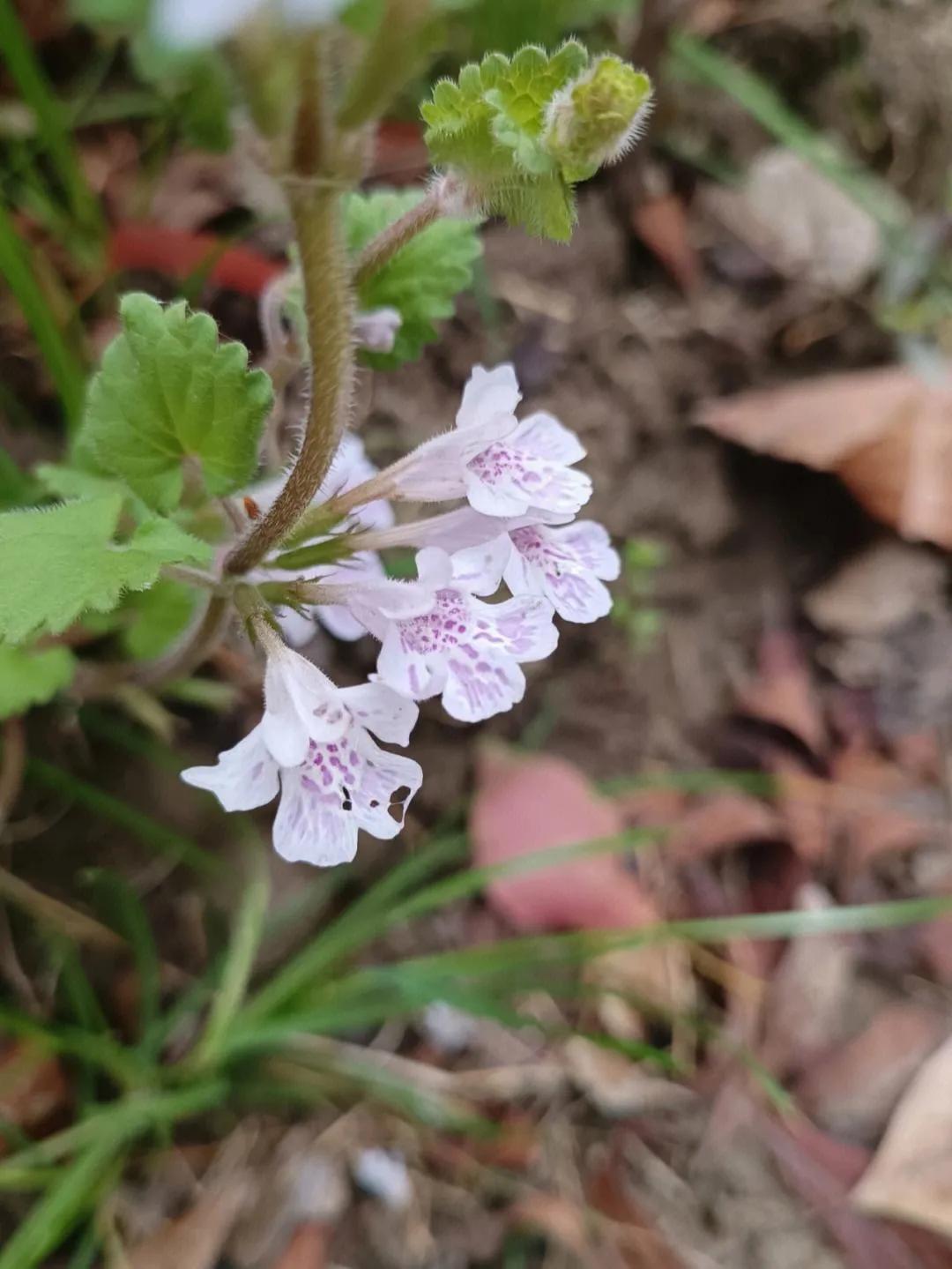 5种药用价值高的野菜,民间有药用价值的野菜