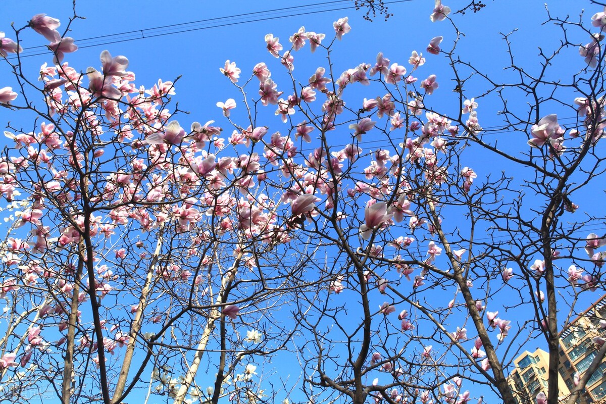 时光若温柔愿你淡淡欢喜出处,时光若温柔愿你淡淡喜欢什么意思