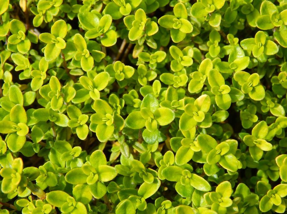 每日一花2.21：百里香：青青六月地椒香