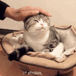 劝大家买猫的时候千万别买两只猫,买猫一时爽养猫火葬场