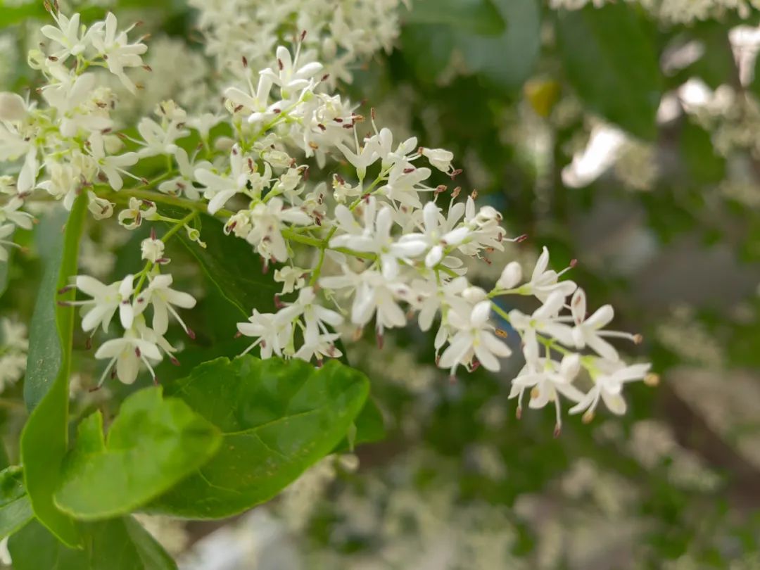 小蜡和小叶女贞区别,小叶女贞和水蜡叶片的区别