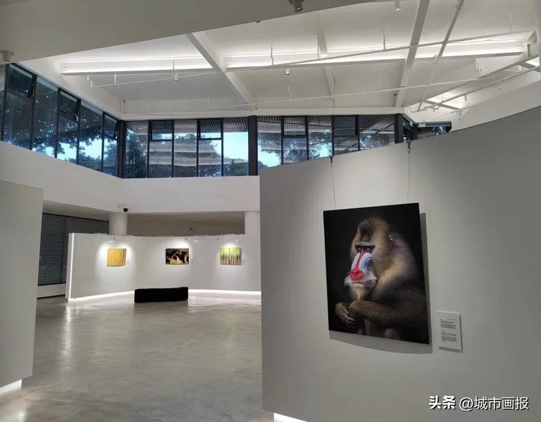 新年第一天，我去打卡一间森林里的美术馆