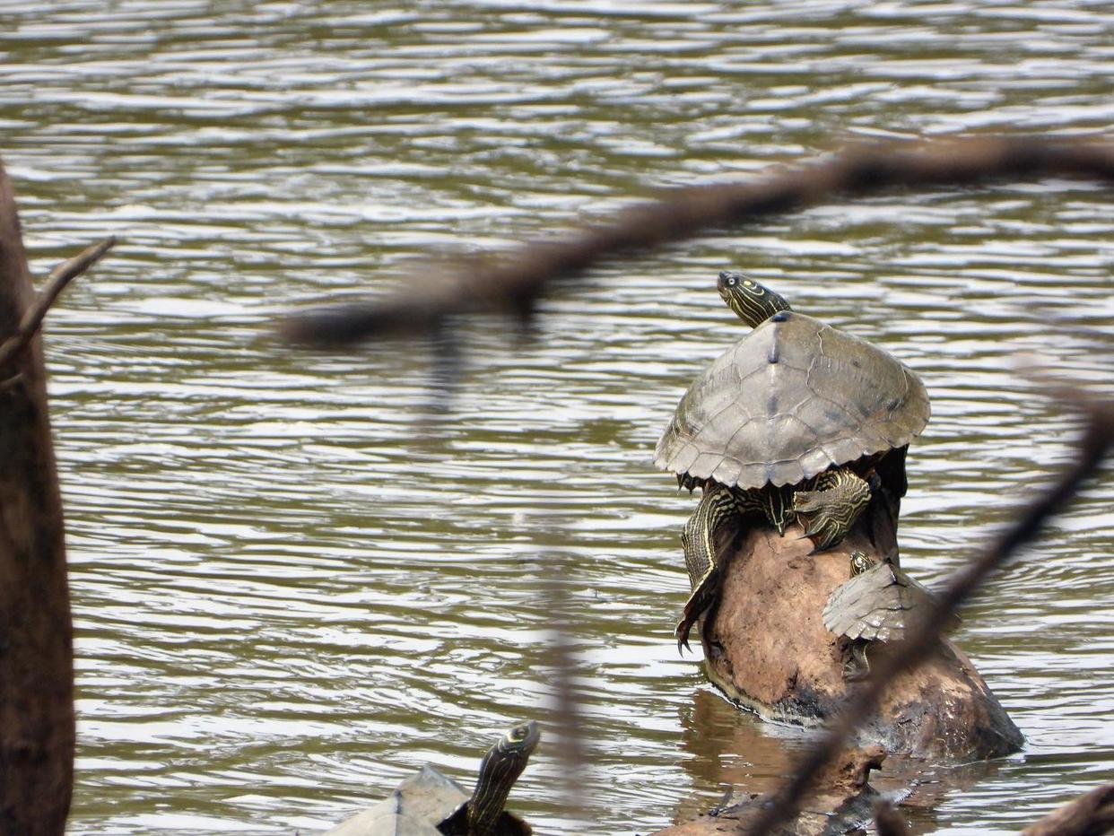 地图龟对水质有什么要求,地图龟对水质有要求吗