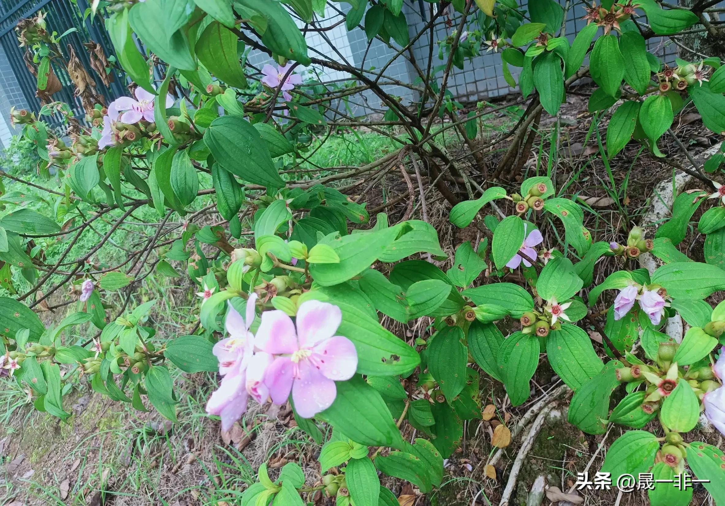 20天宝宝拉绿色的便便是什么原因,宝宝拉绿色便便什么原因该怎么办