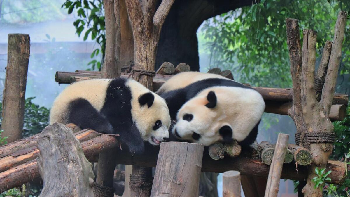 成都必去十大景点推荐,成都必去十大景点